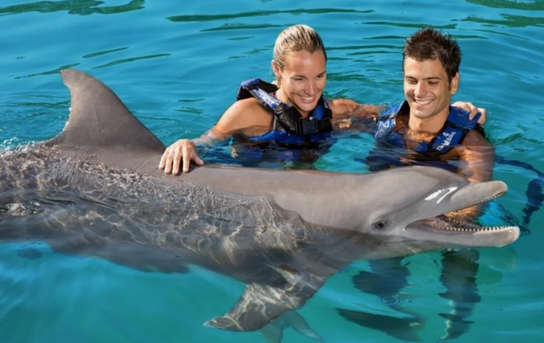 How to Enjoy Safe Dolphin Encounters